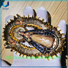 Colgante de Nuestra Señora de Guadalupe de alta calidad con ángeles, regalo religioso